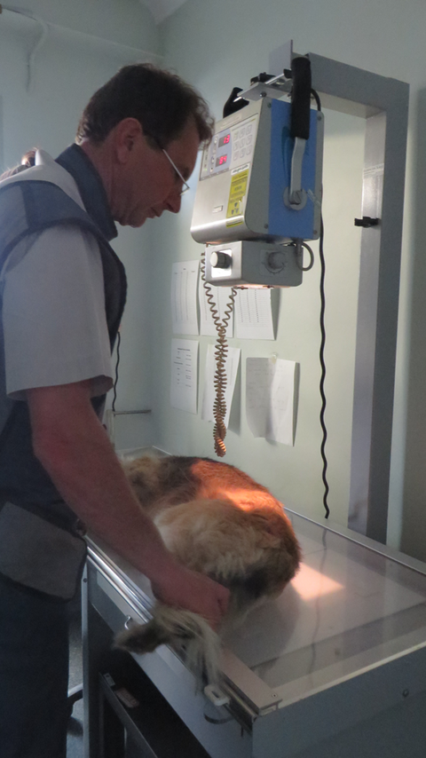 Grafton Veterinary Clinic - Education NSW 3