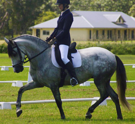 Encantador The Riding School - Education NSW 1