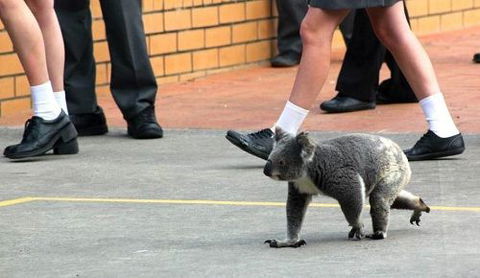 St Philip’s Christian College - Education NSW 2