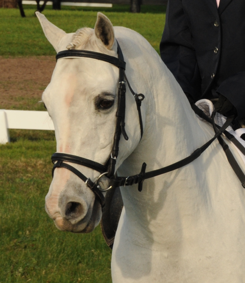 Encantador The Riding School - Education NSW 2