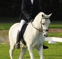 Encantador The Riding School - Education NSW