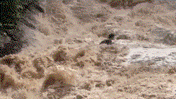 Tourists cling to each other in desperate struggle as raging flood sweeps them down waterfall Education NSW
